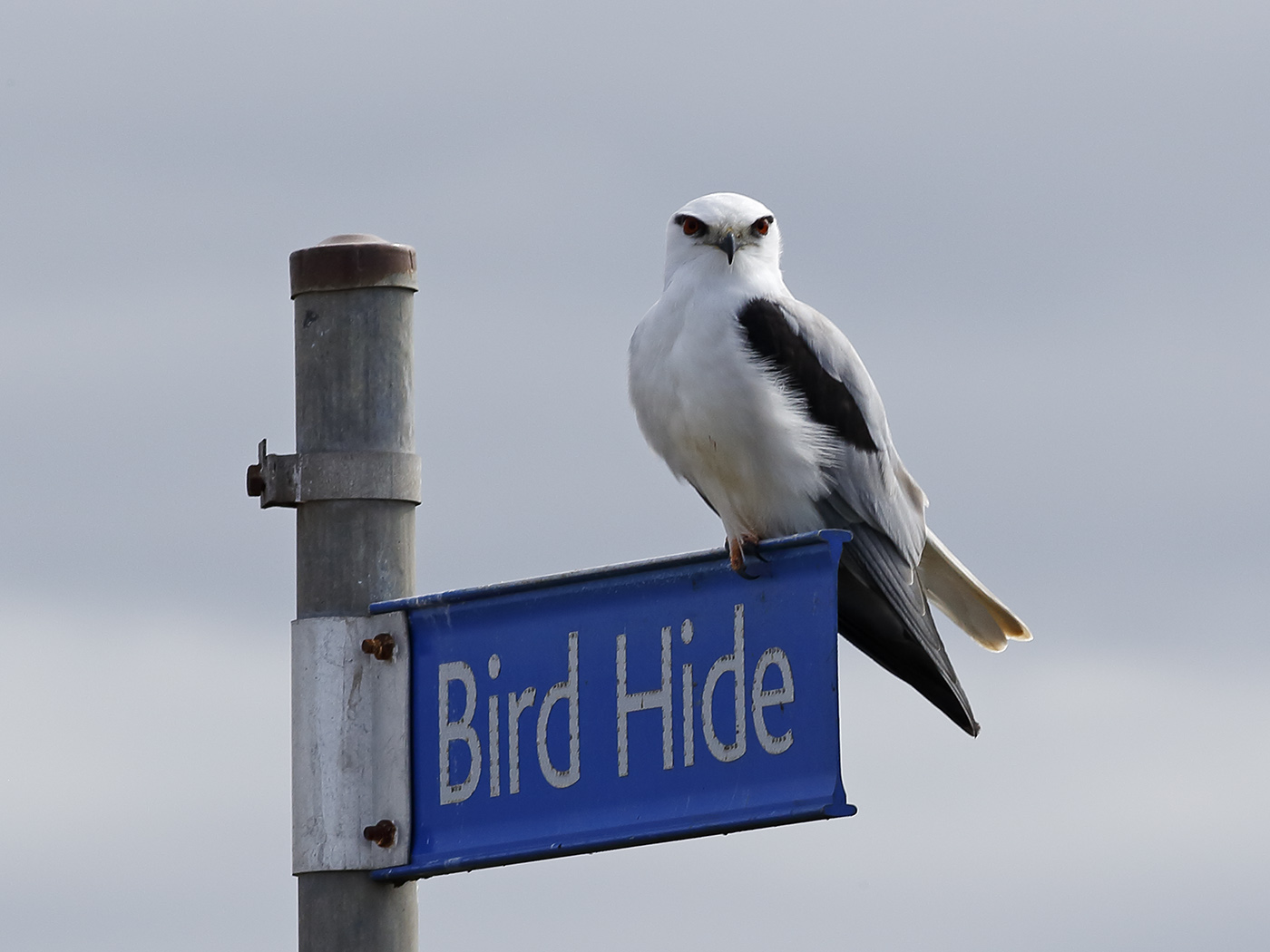Black-shouldered Kite (Image ID 17145)