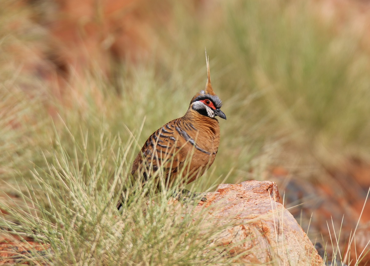 Spinifex Pigeon (Image ID 17176)