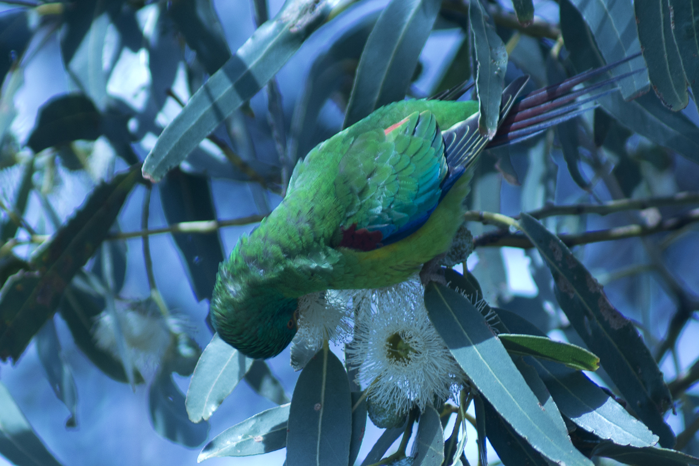 Swift Parrot (Image ID 17510)