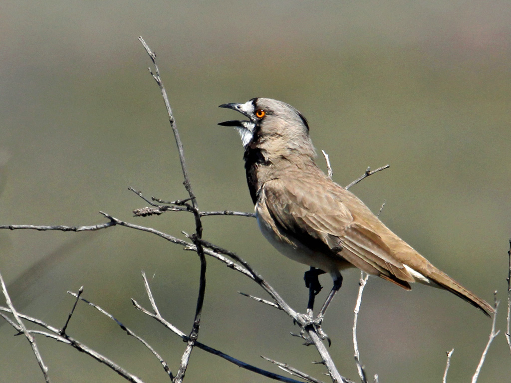 Crested Bellbird (Image ID 17620)