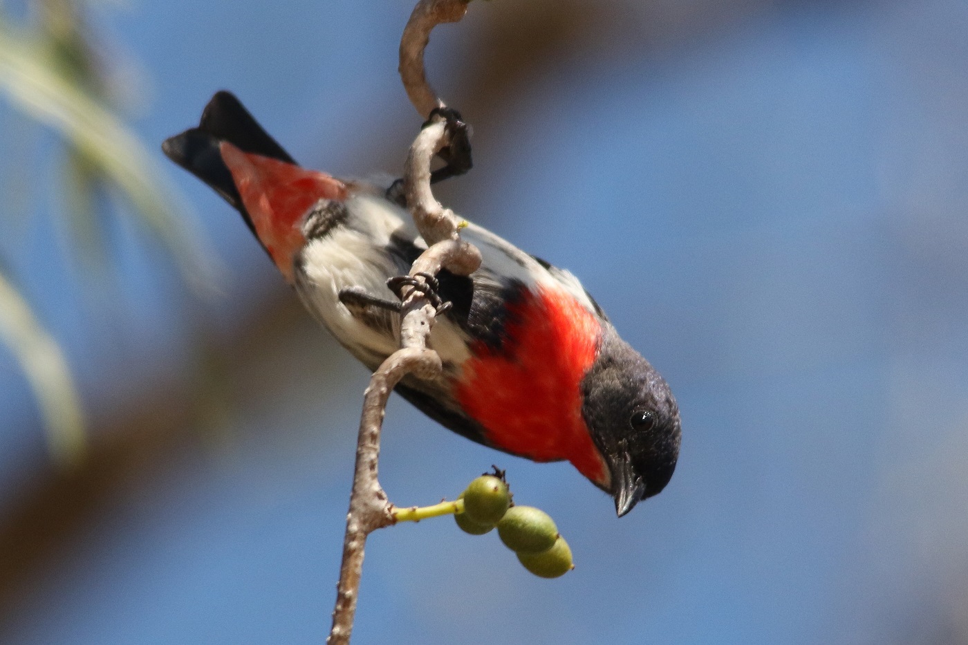 Mistletoebird (Image ID 17604)