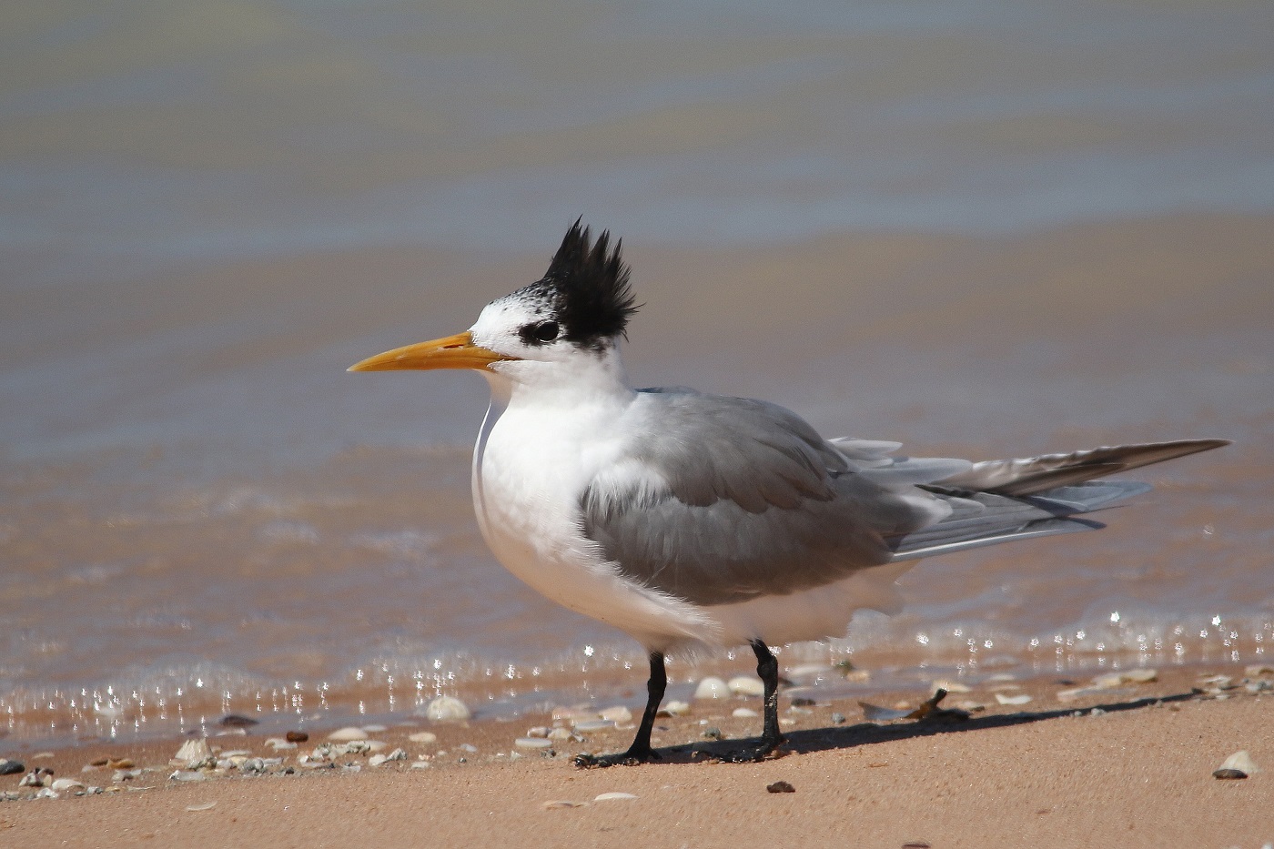 Lesser Crested Tern (Image ID 17499)