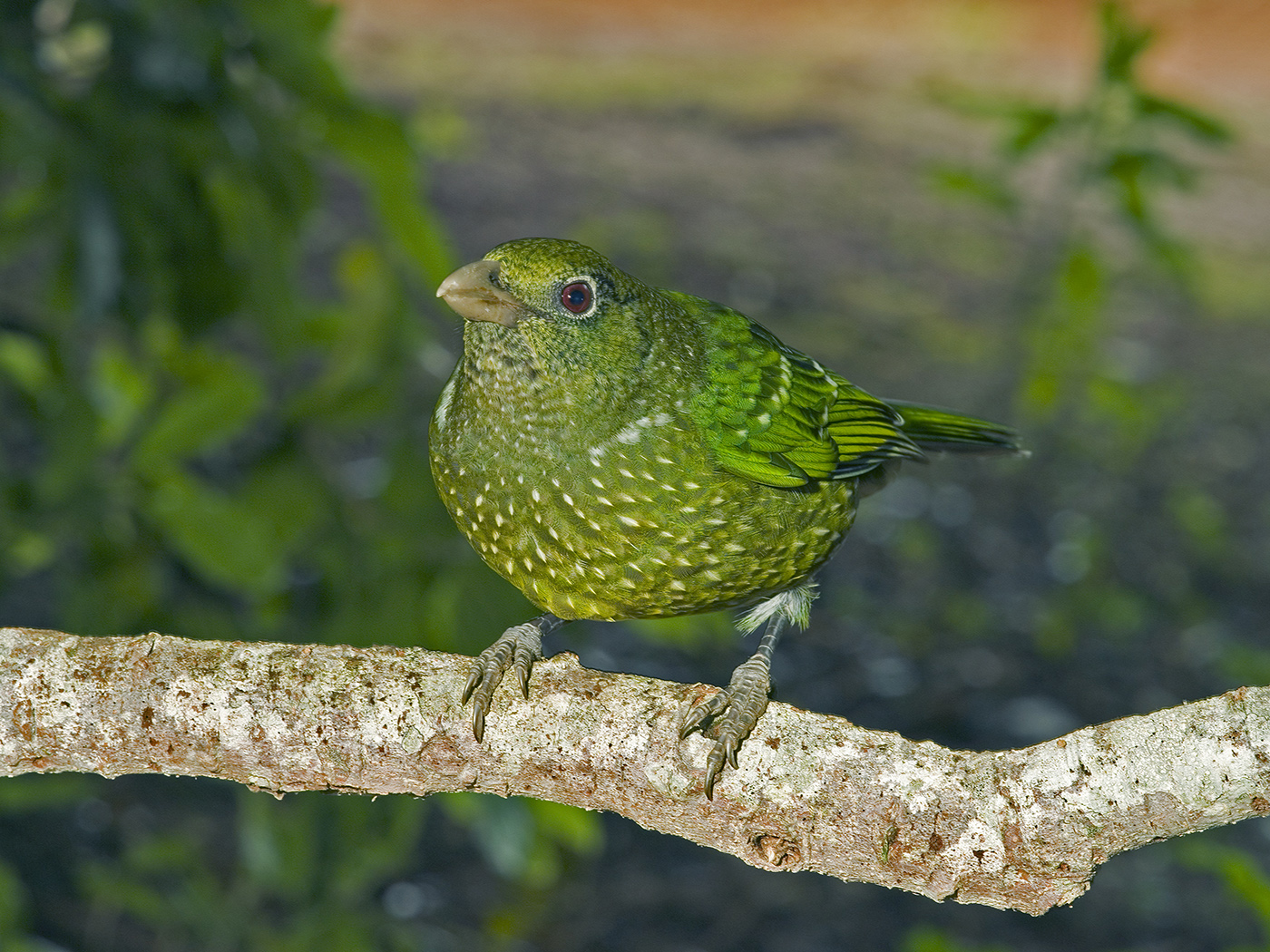 Green Catbird (Image ID 17453)