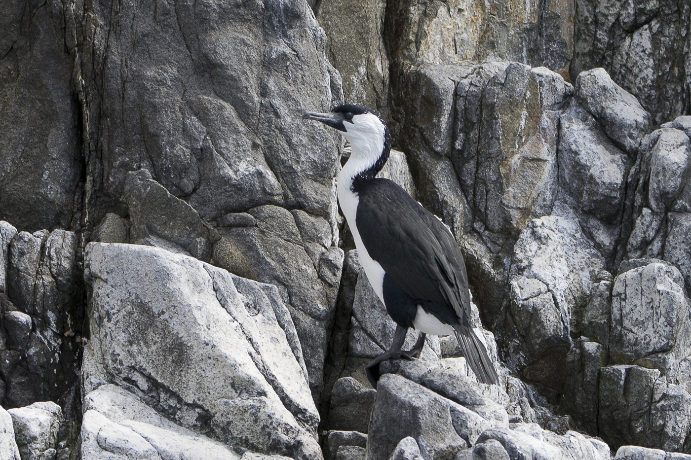 Black-faced Cormorant (Image ID 17501)