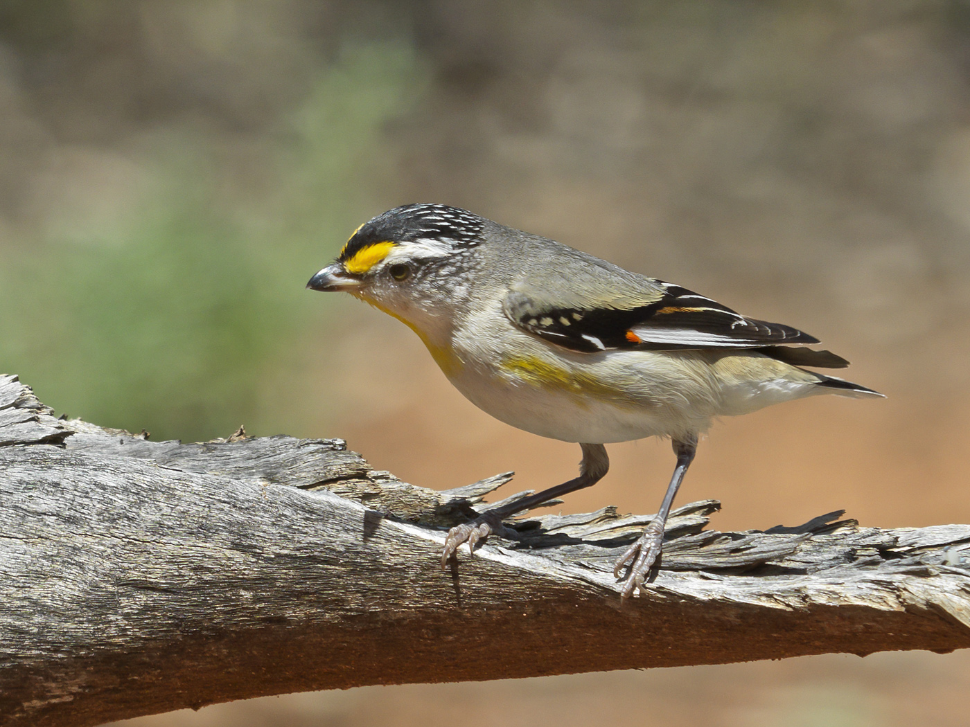 Striated Pardalote (Image ID 18079)