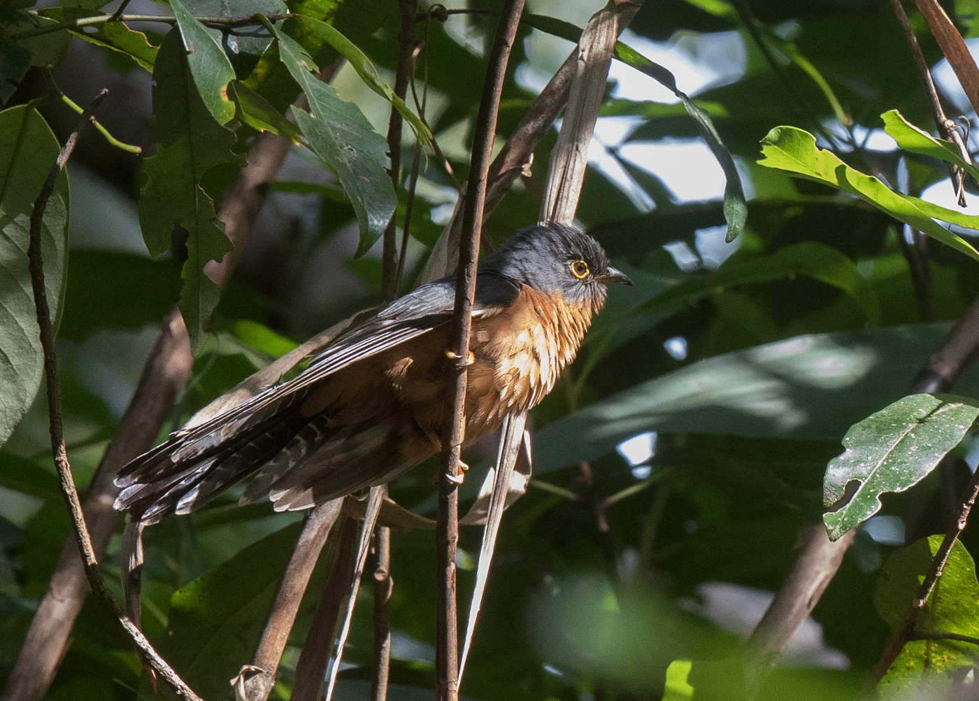 Chestnut-breasted Cuckoo (Image ID 18080)