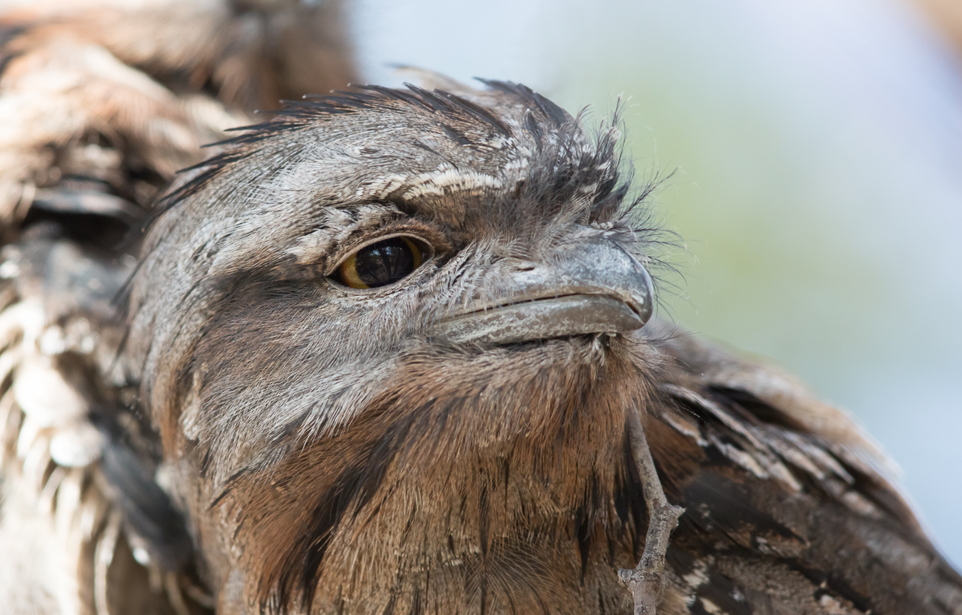 Tawny Frogmouth (Image ID 18247)
