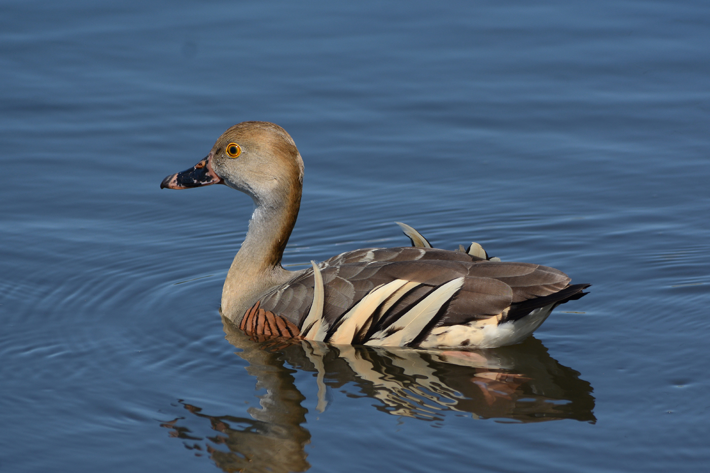 Plumed Whistling-Duck (Image ID 18163)