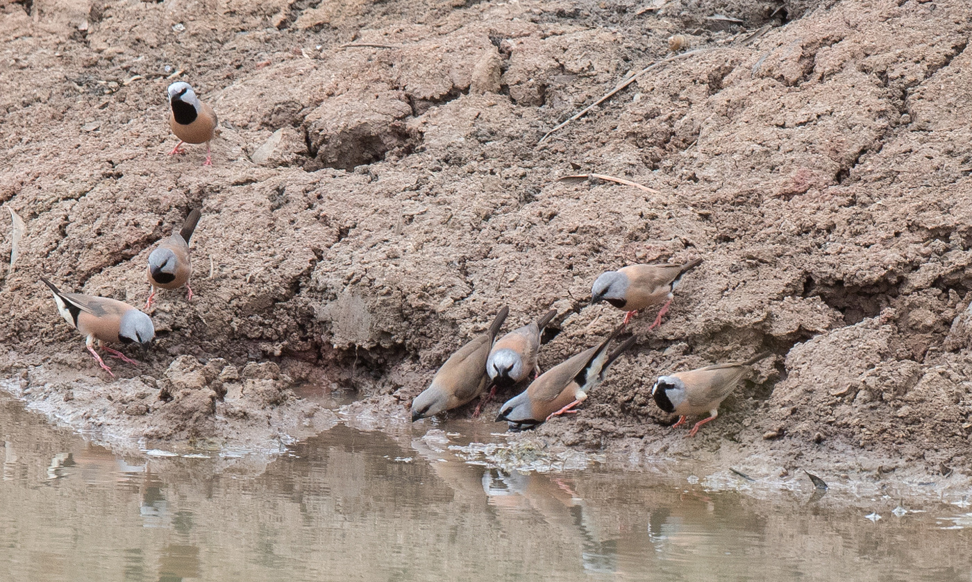 Black-throated Finch (Image ID 18060)