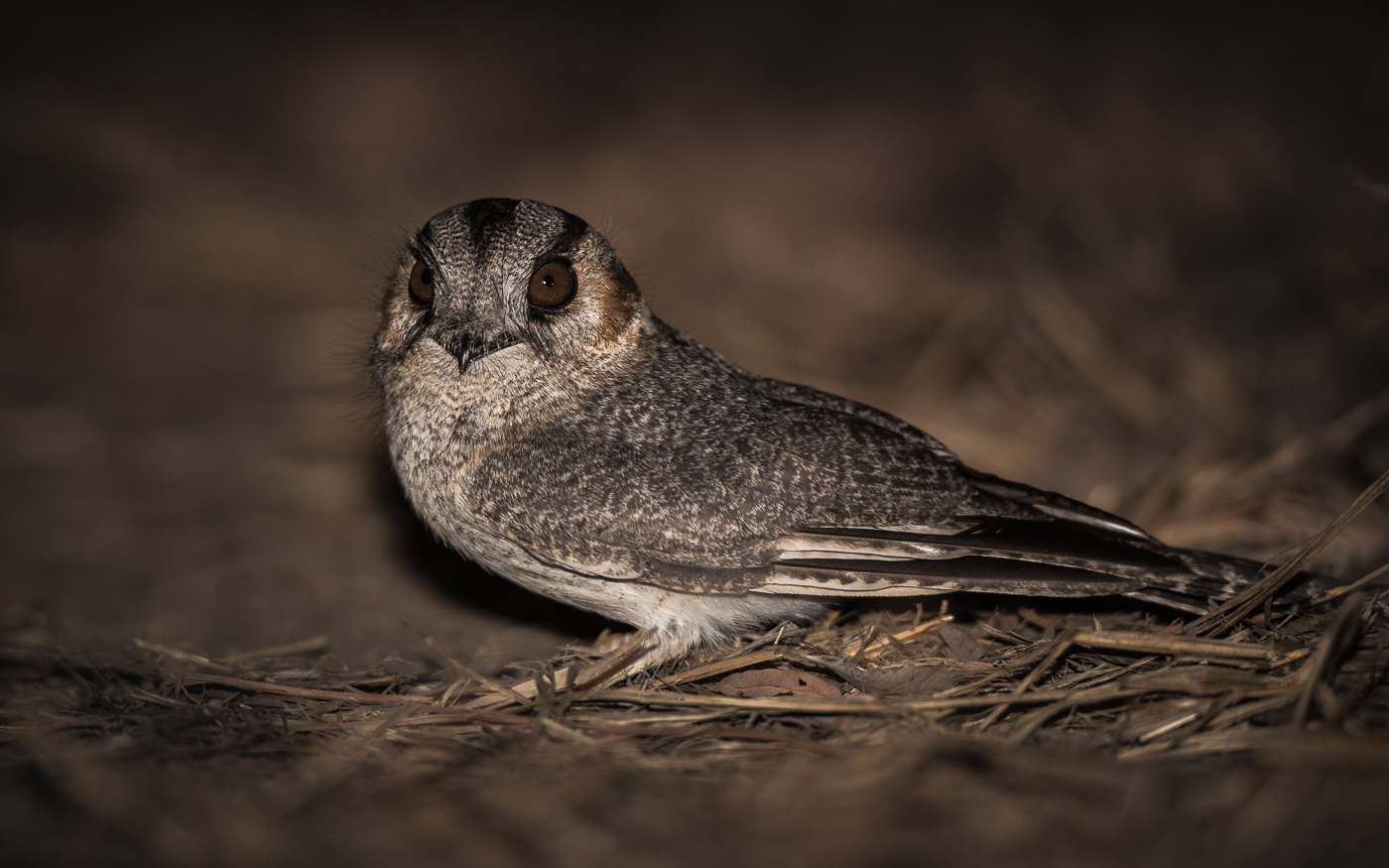Australian Owlet-nightjar (Image ID 18713)
