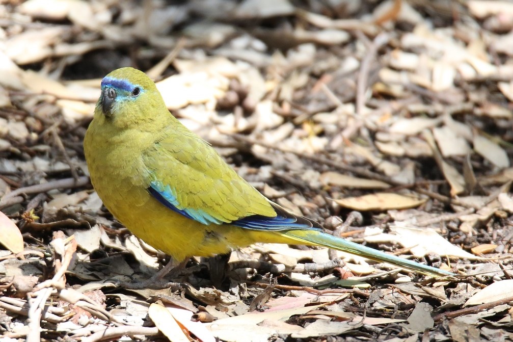 Rock Parrot (Image ID 18576)
