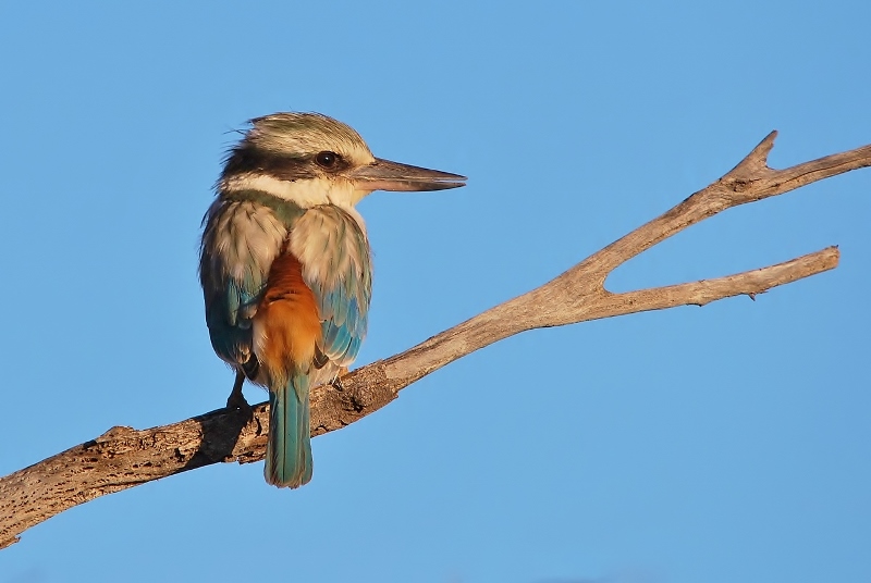 Red-backed Kingfisher (Image ID 18589)