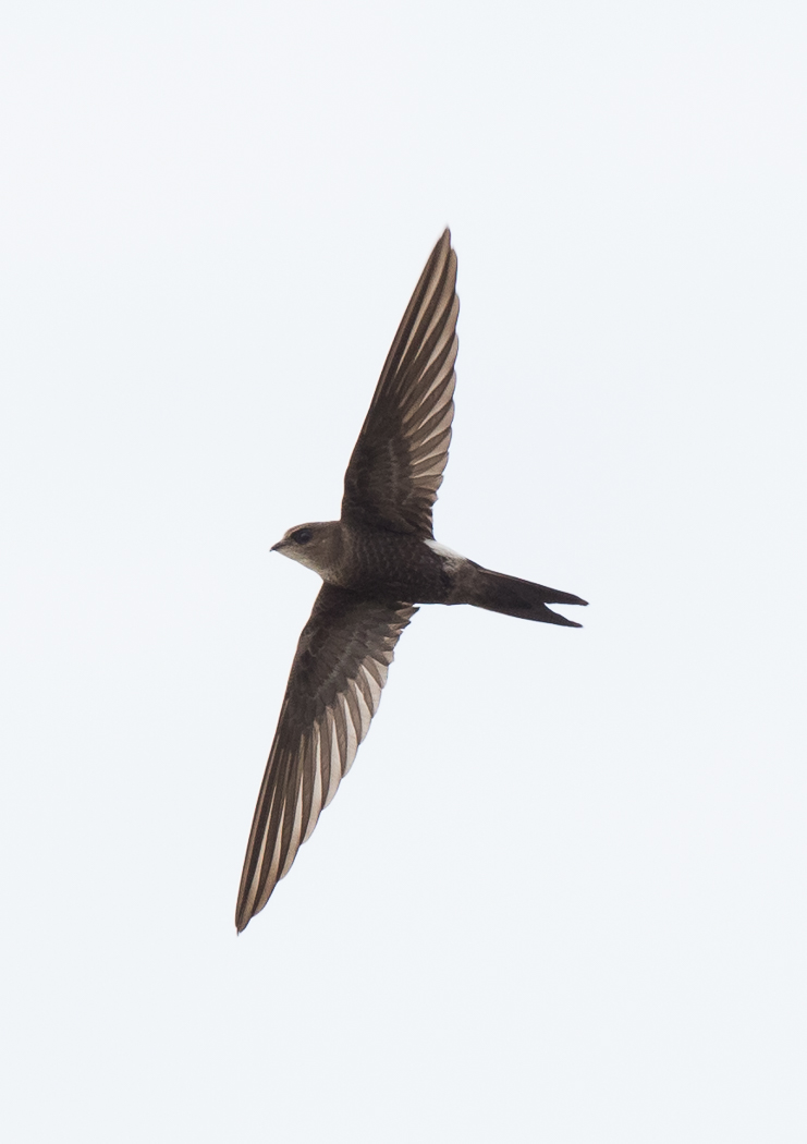 Fork-tailed Swift (Image ID 18355)