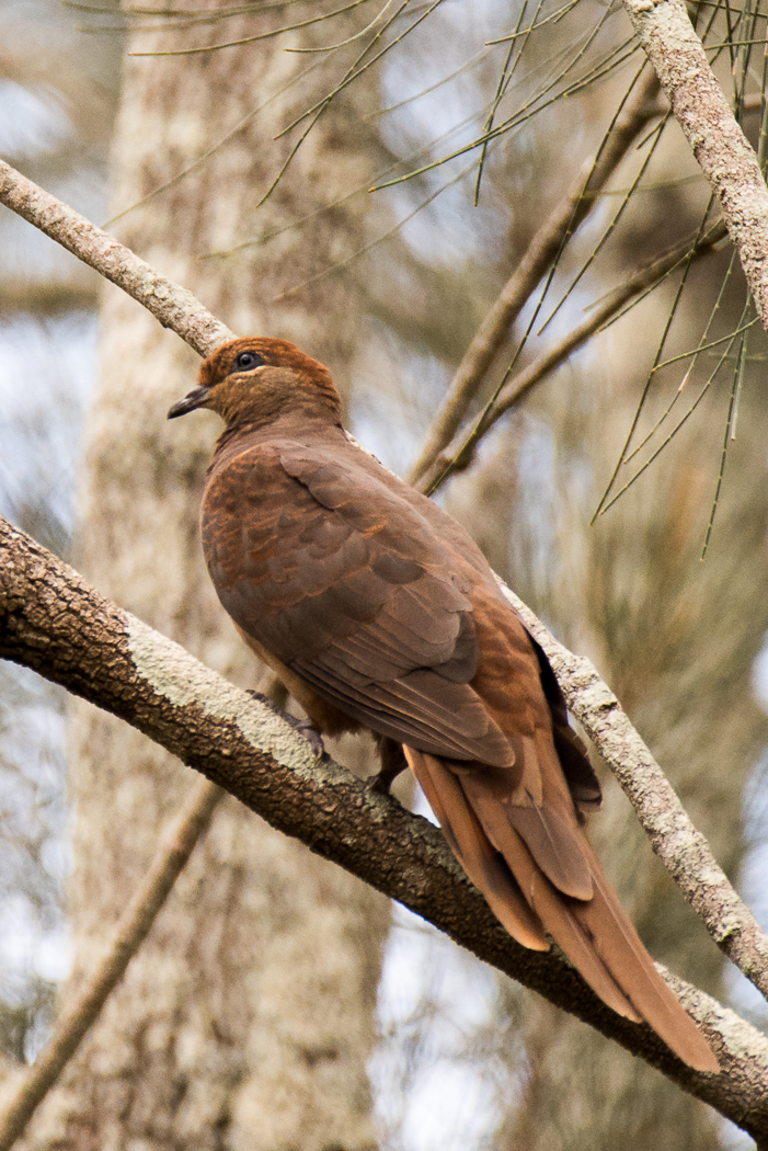 Brown Cuckoo-Dove (Image ID 18420)