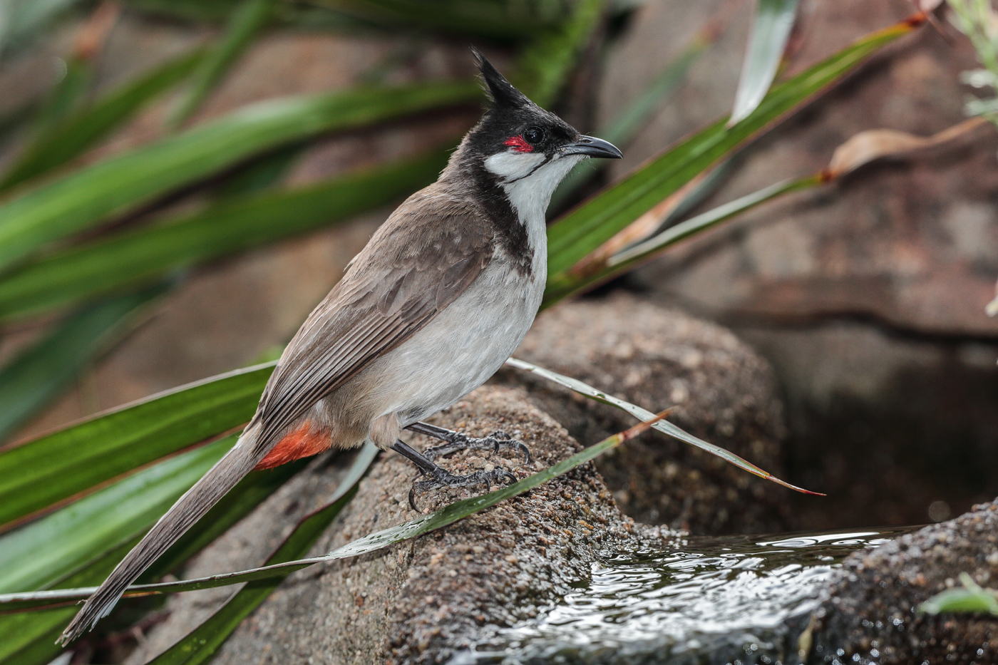 Red-whiskered Bulbul (Image ID 18855)