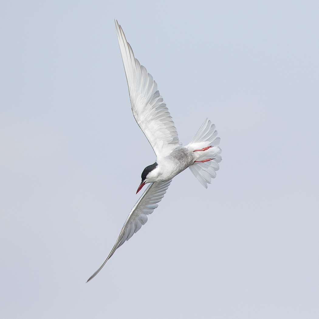 Whiskered Tern (Image ID 19049)