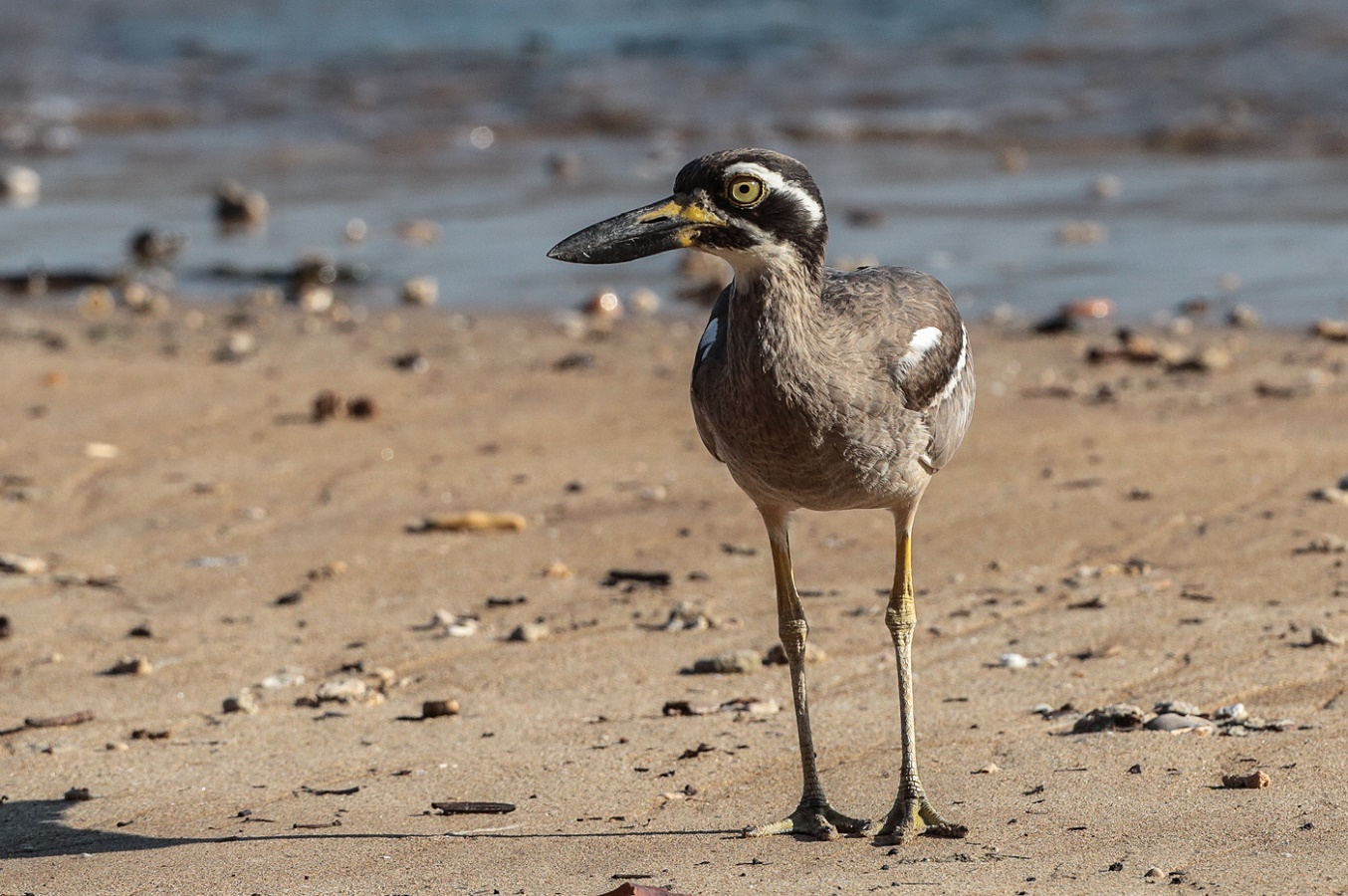 Beach Stone-curlew (Image ID 18858)