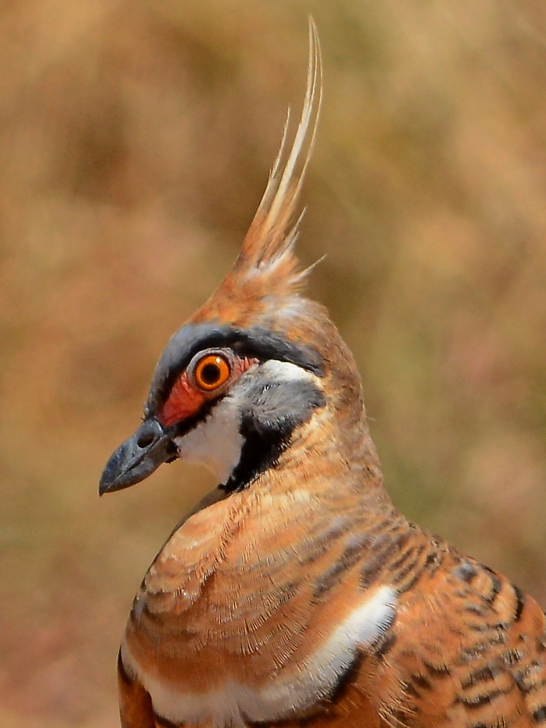 Spinifex Pigeon (Image ID 19470)