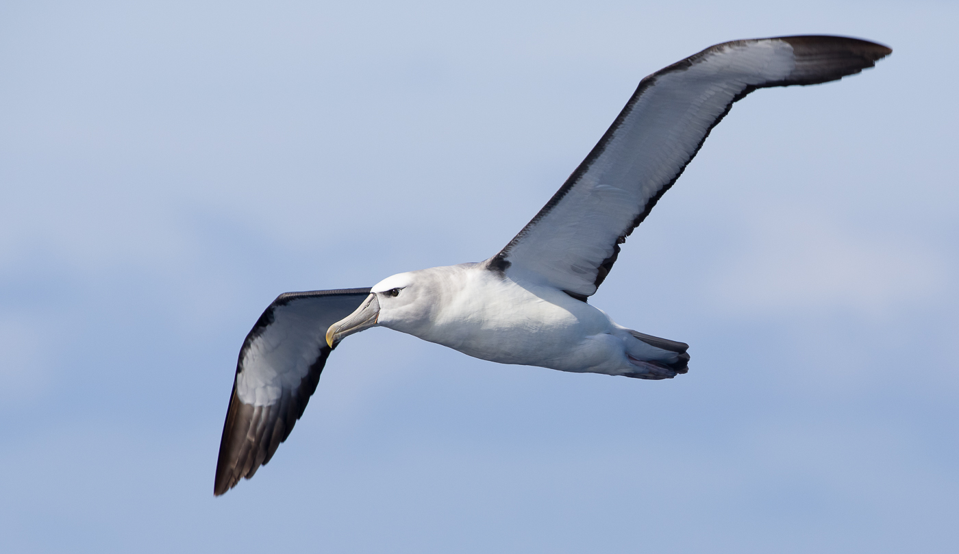 Shy Albatross (Image ID 19472)