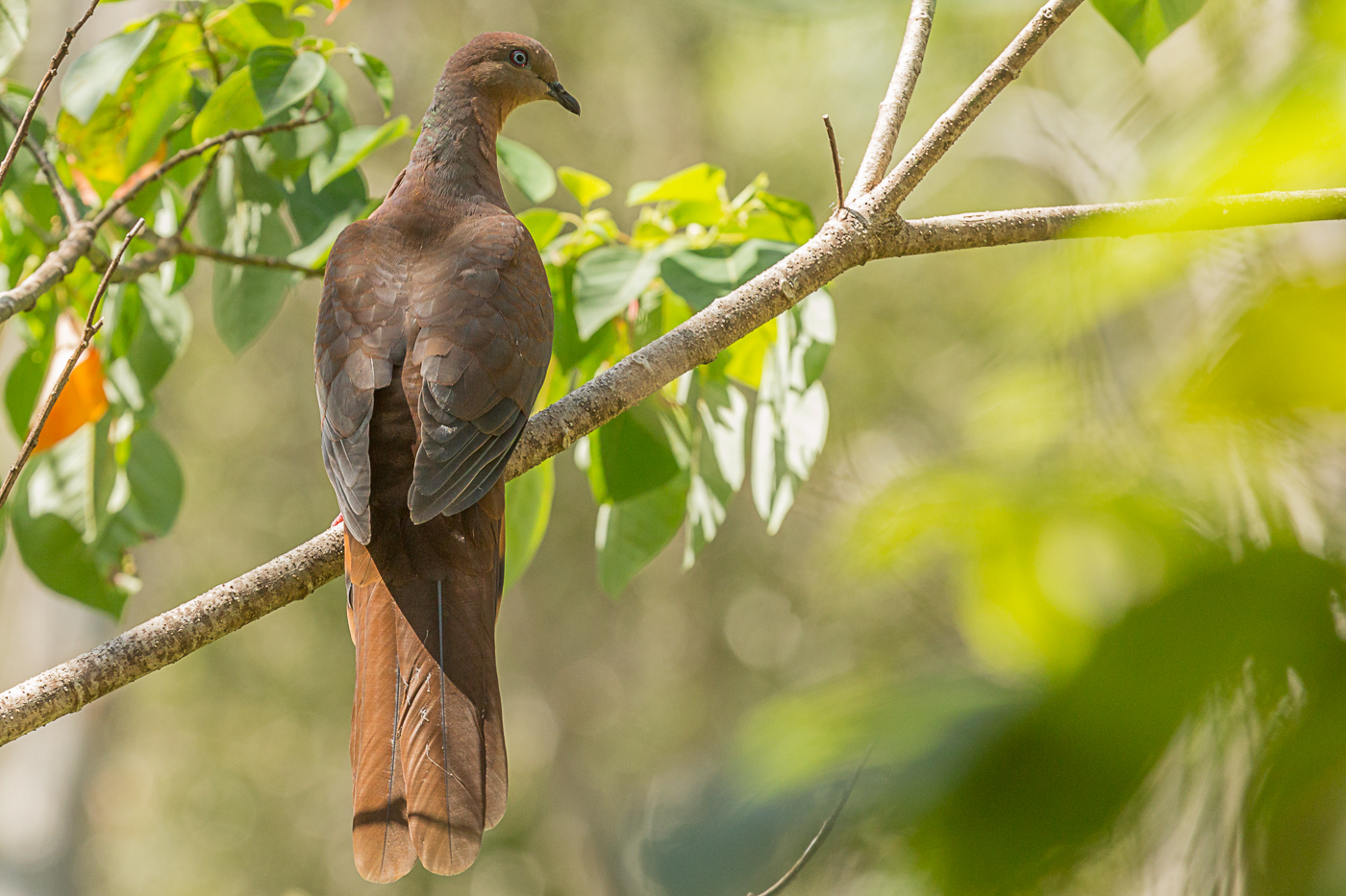 Brown Cuckoo-Dove (Image ID 19505)