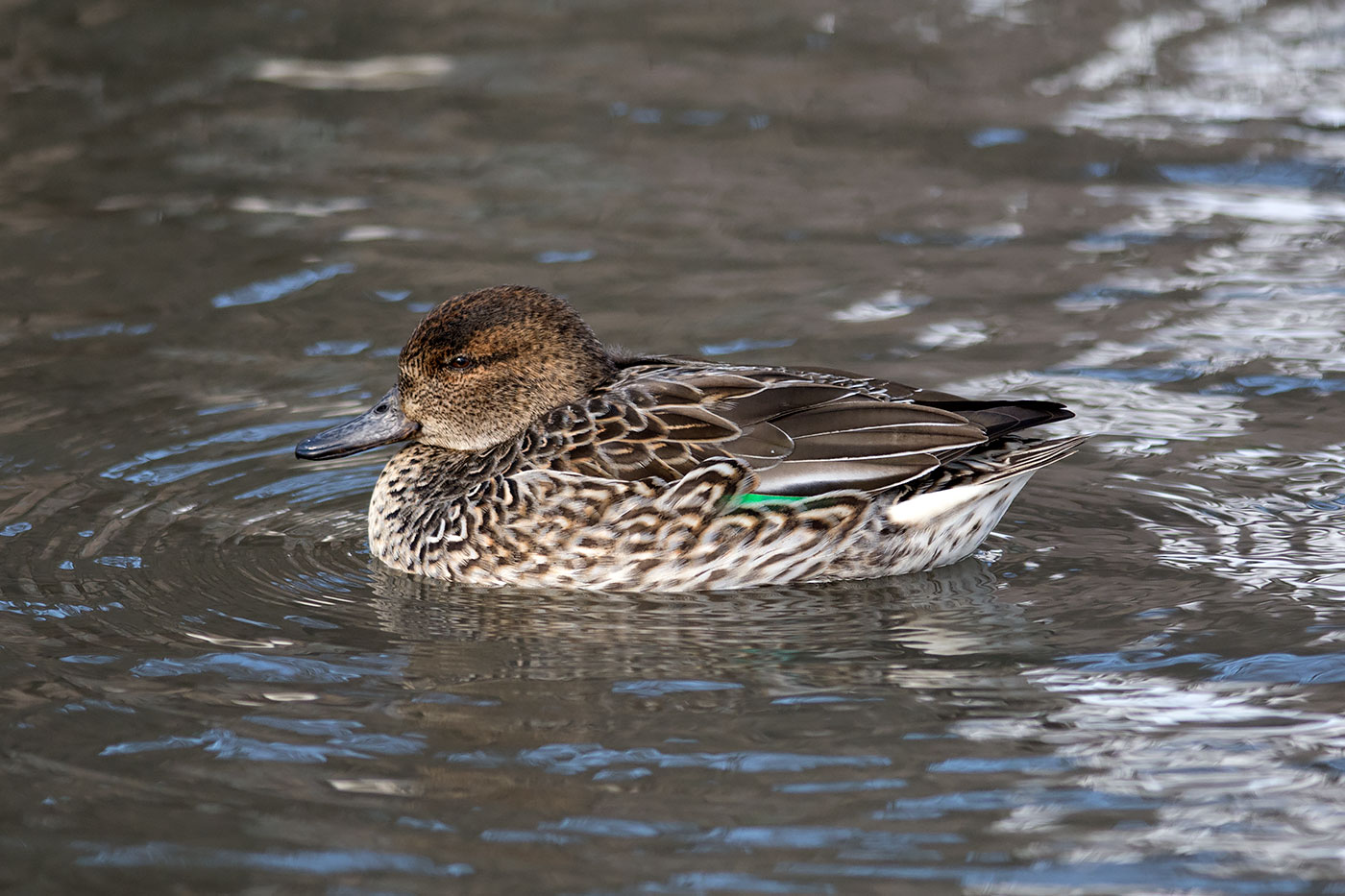 Common Teal (Image ID 19457)