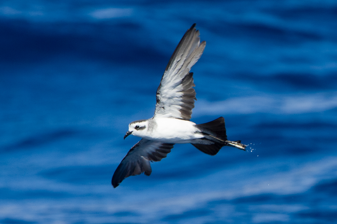 White-faced Storm-Petrel (Image ID 19471)