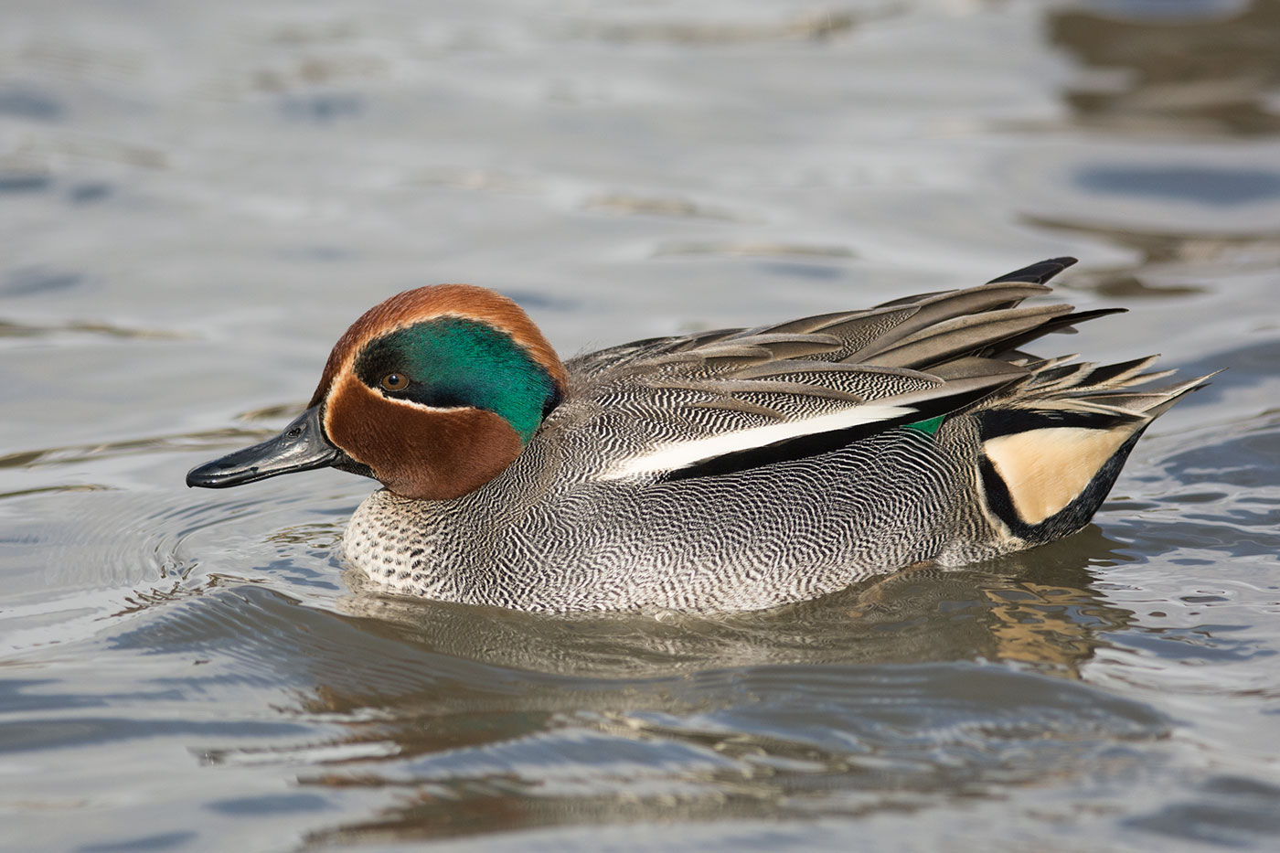 Common Teal (Image ID 19434)
