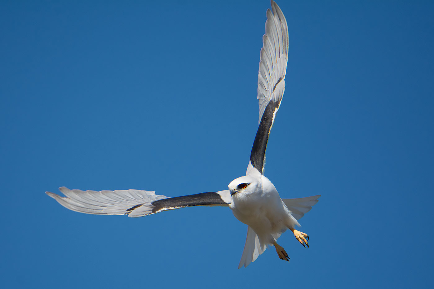 Black-shouldered Kite (Image ID 19437)