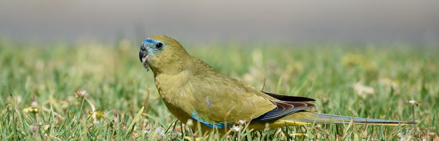 Rock Parrot (Image ID 19263)