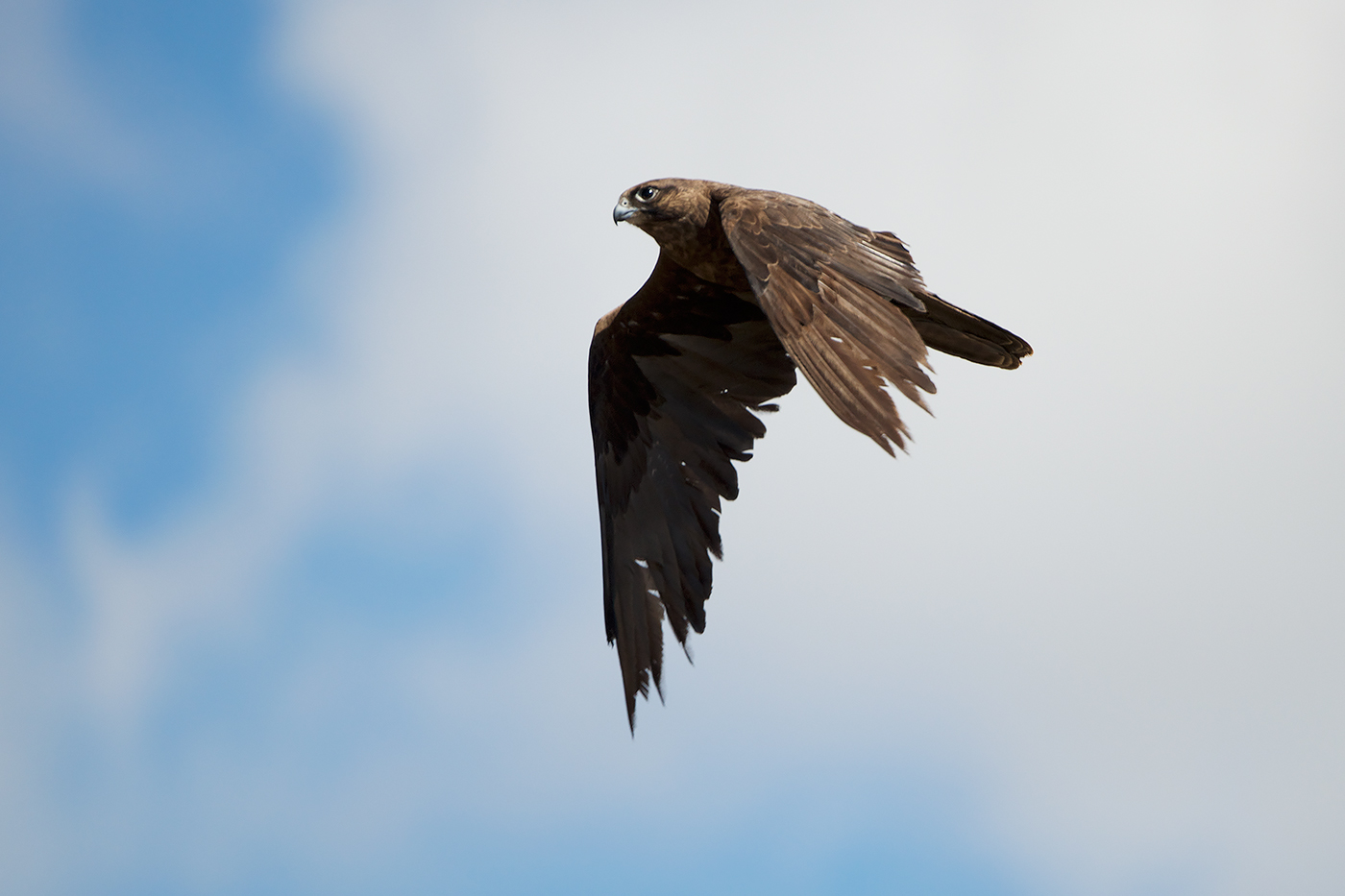 Black Falcon (Image ID 19493)