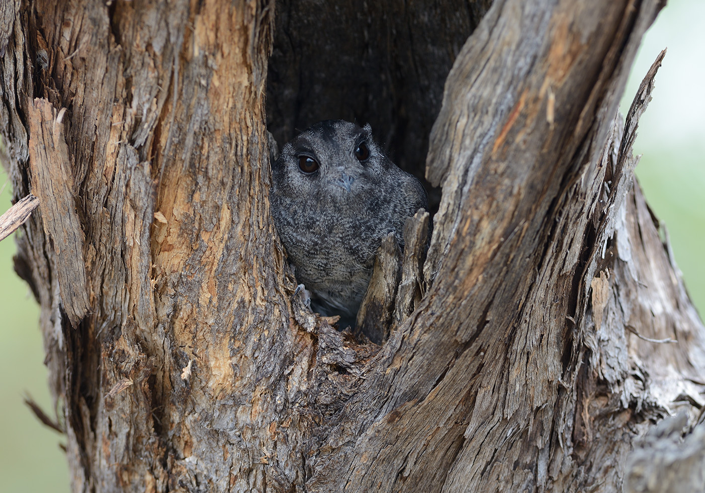 Australian Owlet-nightjar (Image ID 19463)