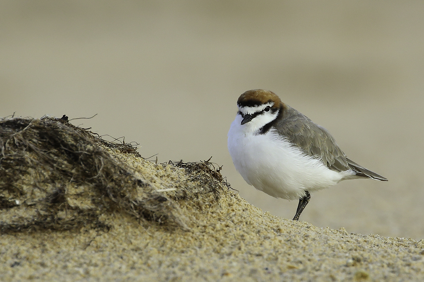 Red-capped Plover (Image ID 19206)