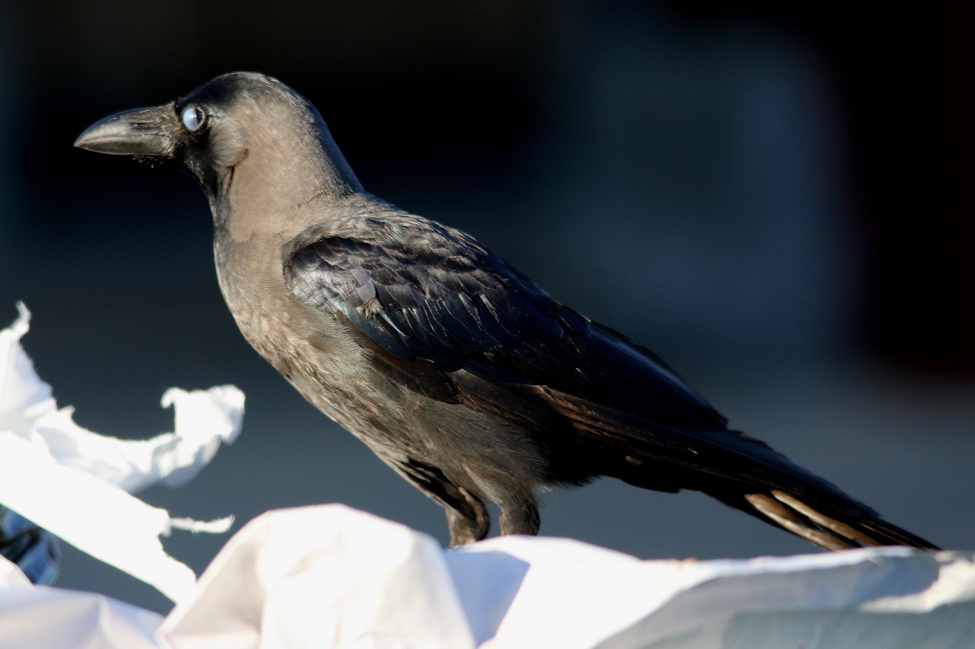 House Crow (Image ID 19756)