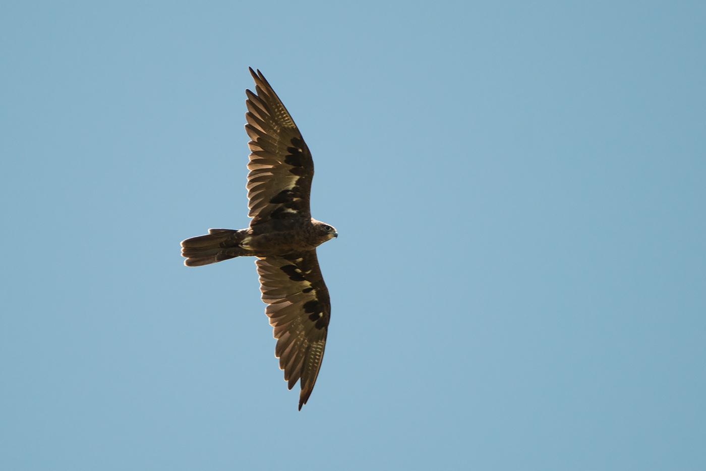 Black Falcon (Image ID 19766)
