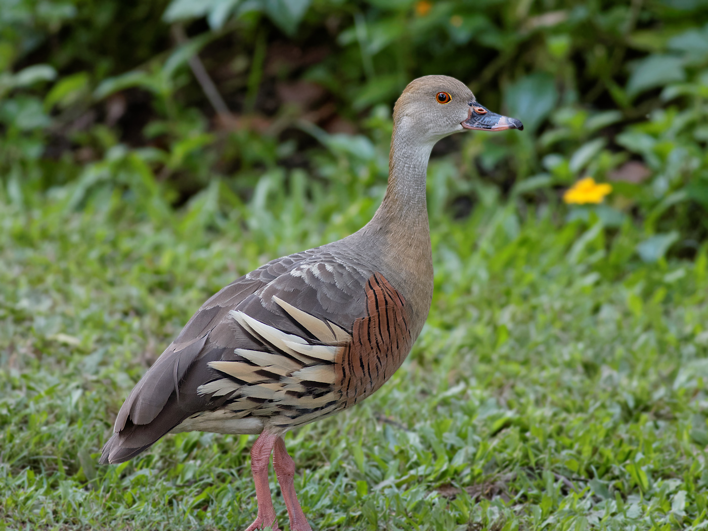 Plumed Whistling-Duck (Image ID 19719)