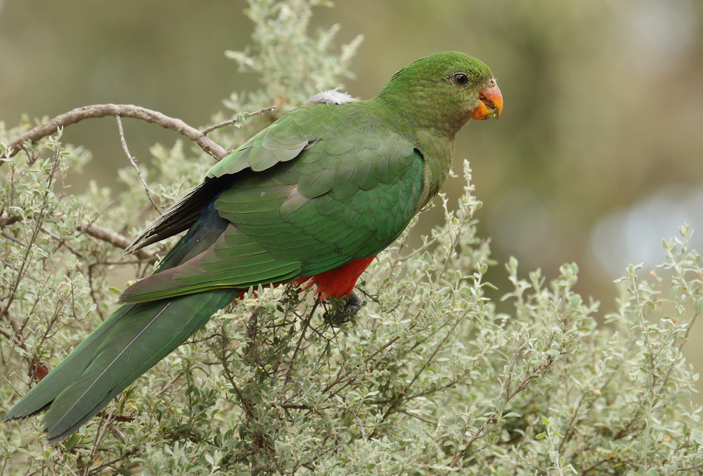 Australian King-Parrot (Image ID 19650)