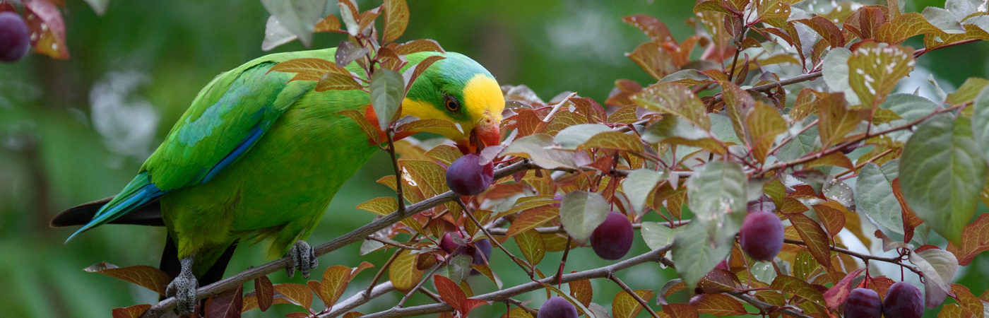 Superb Parrot (Image ID 19930)