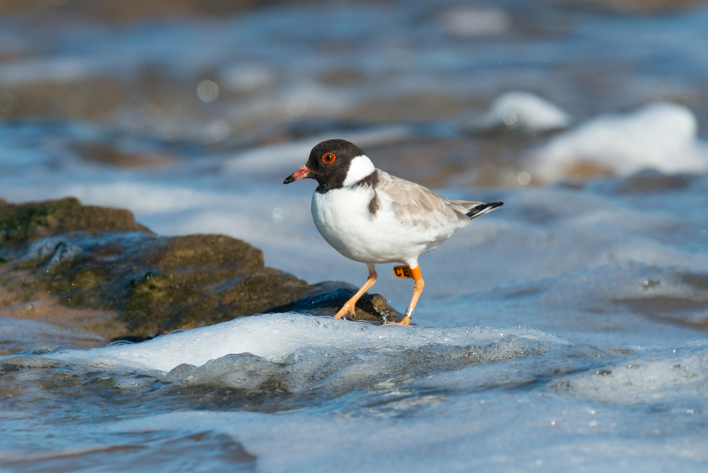 Hooded Plover (Image ID 20527)