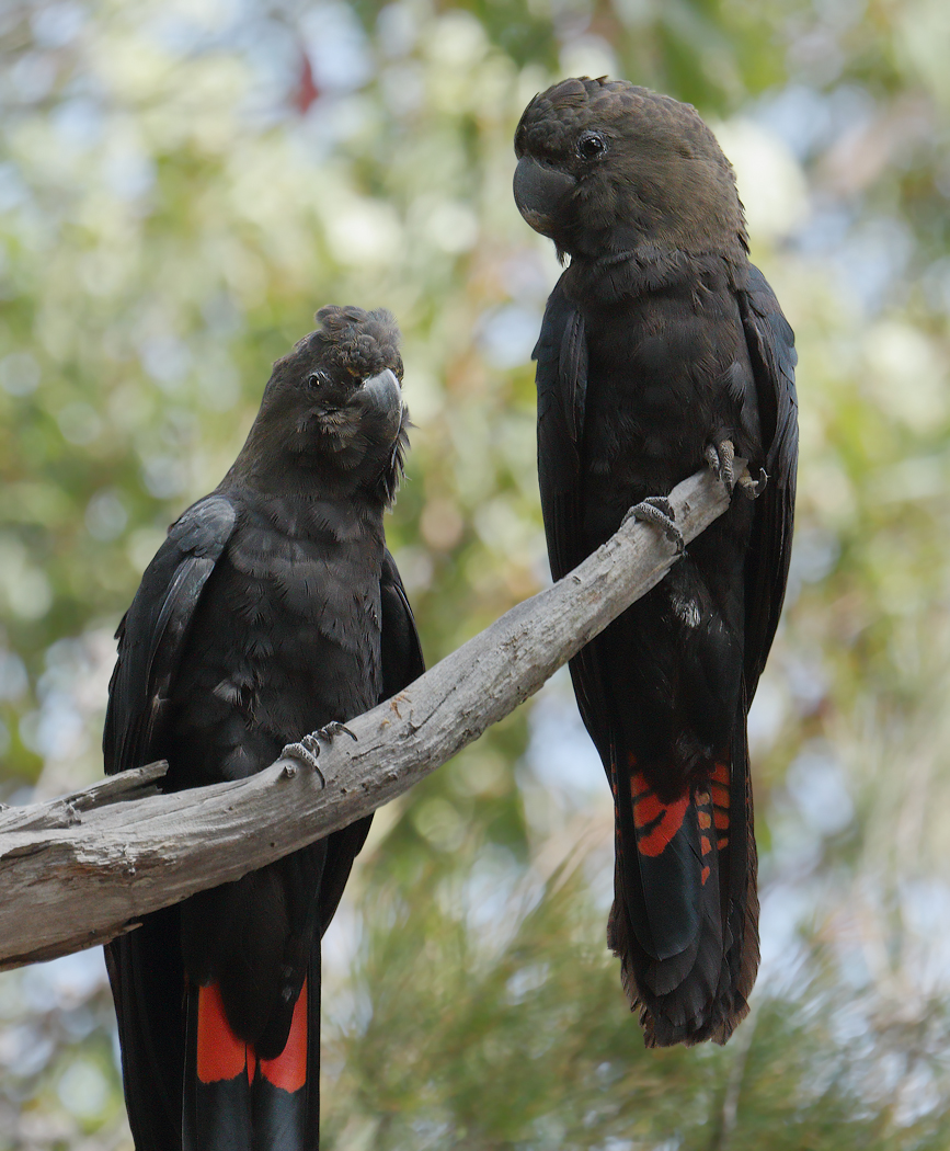 Glossy Black-Cockatoo (Image ID 20377)
