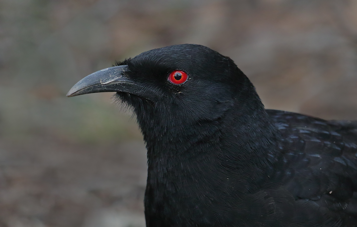 White-winged Chough (Image ID 20655)