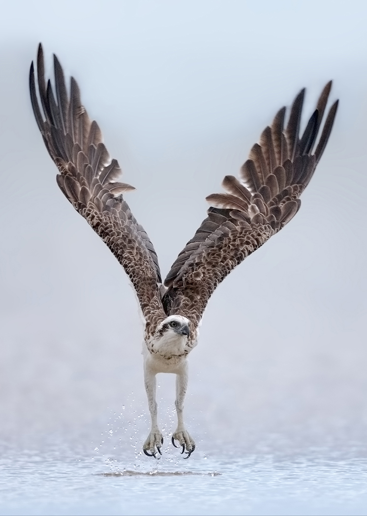 Osprey (Image ID 20424)