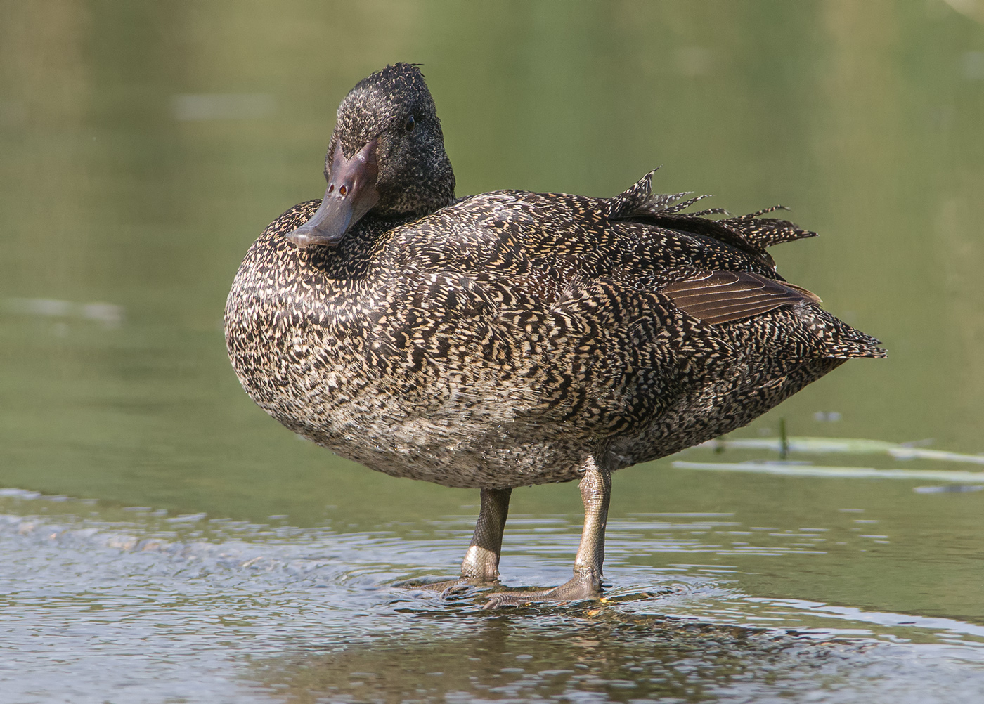 Freckled Duck (Image ID 20631)