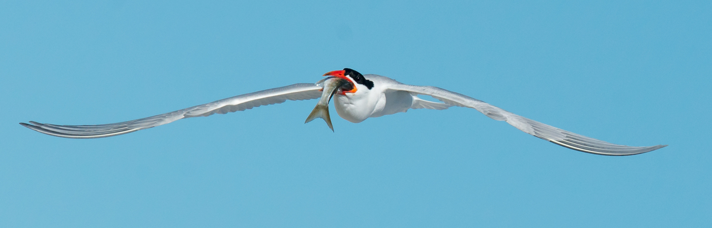 Caspian Tern (Image ID 20318)