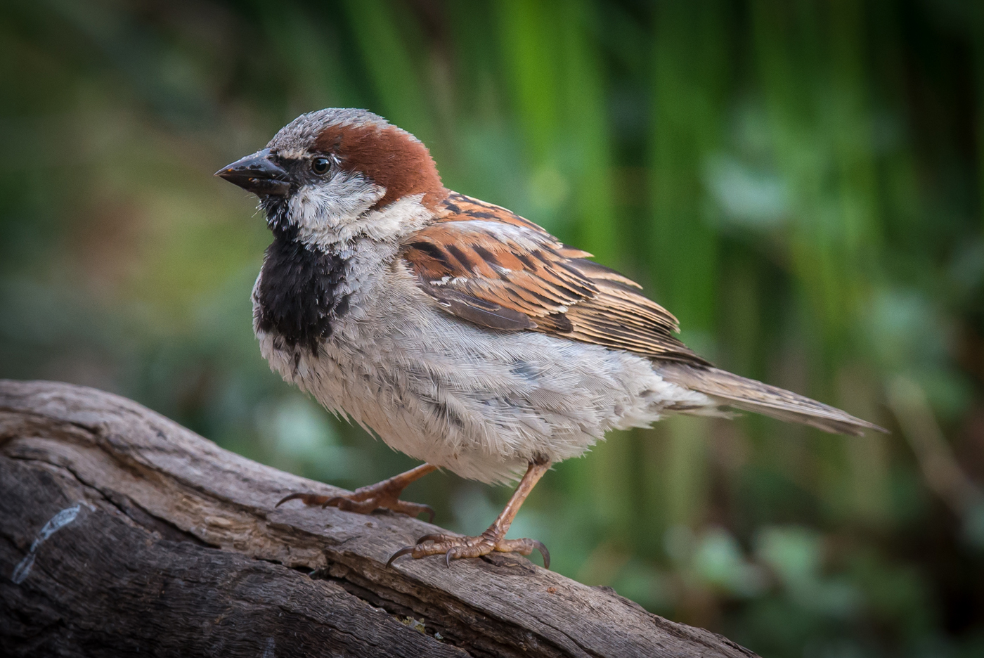 House Sparrow (Image ID 20334)