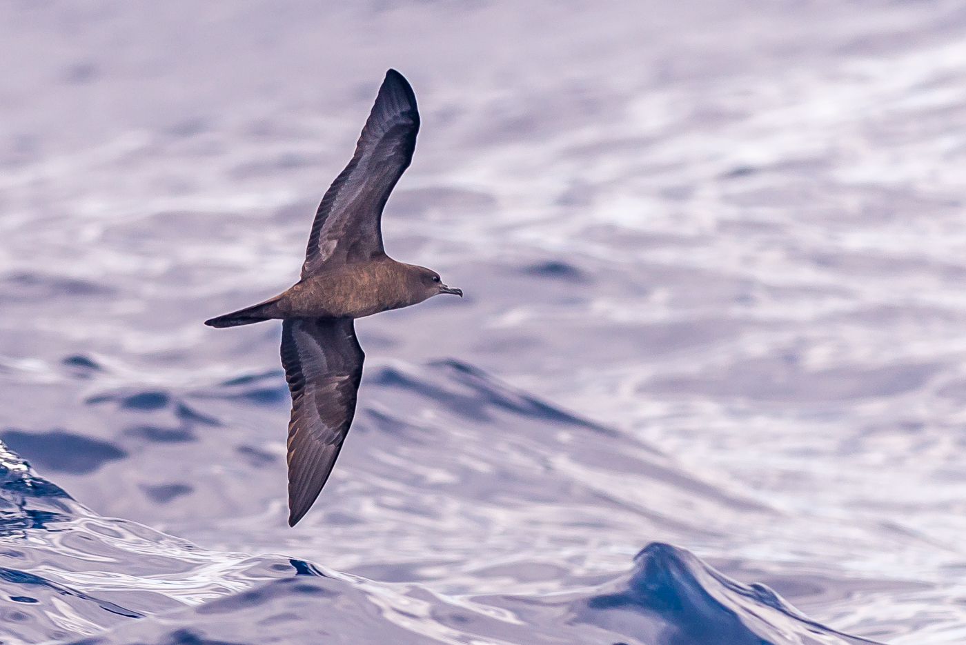 Wedge-tailed Shearwater (Image ID 20259)
