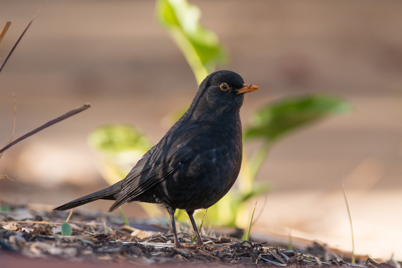 Common Blackbird (Image ID 20628)