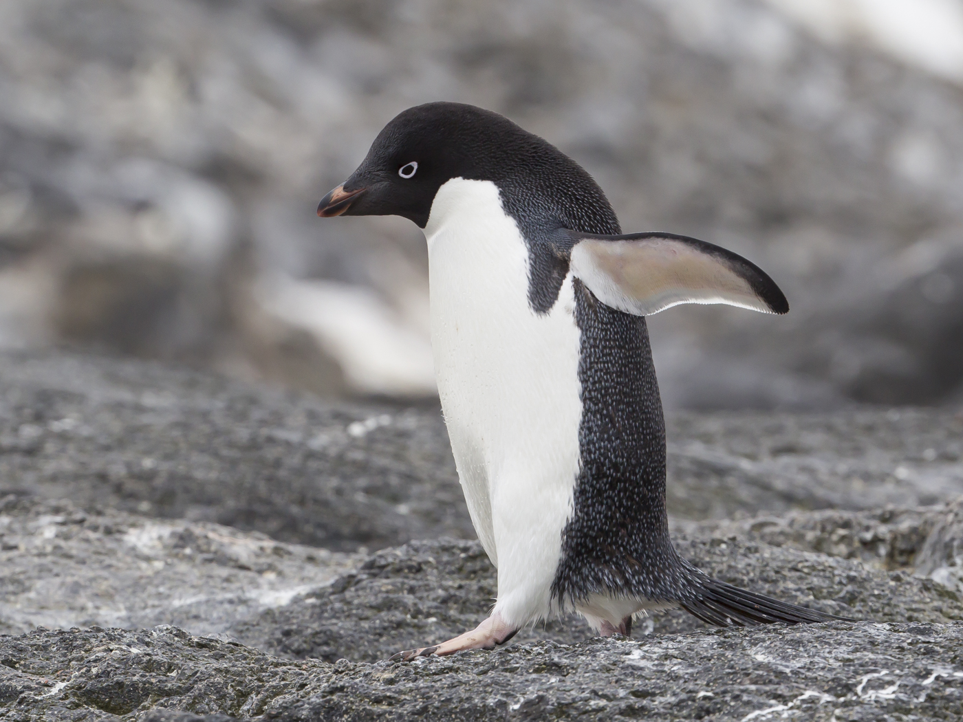 Adelie Penguin (Image ID 20786)