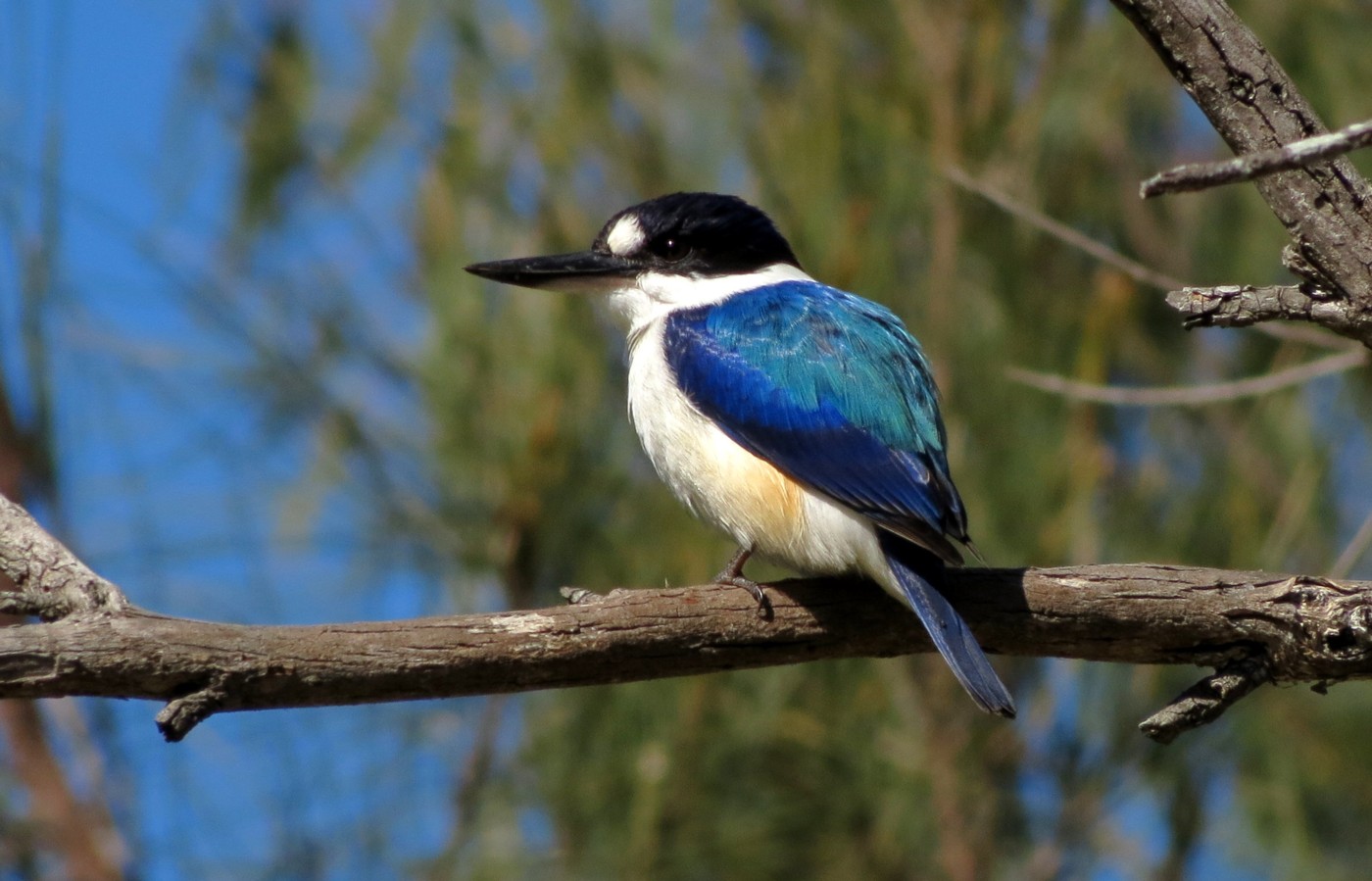 Forest Kingfisher (Image ID 20896)