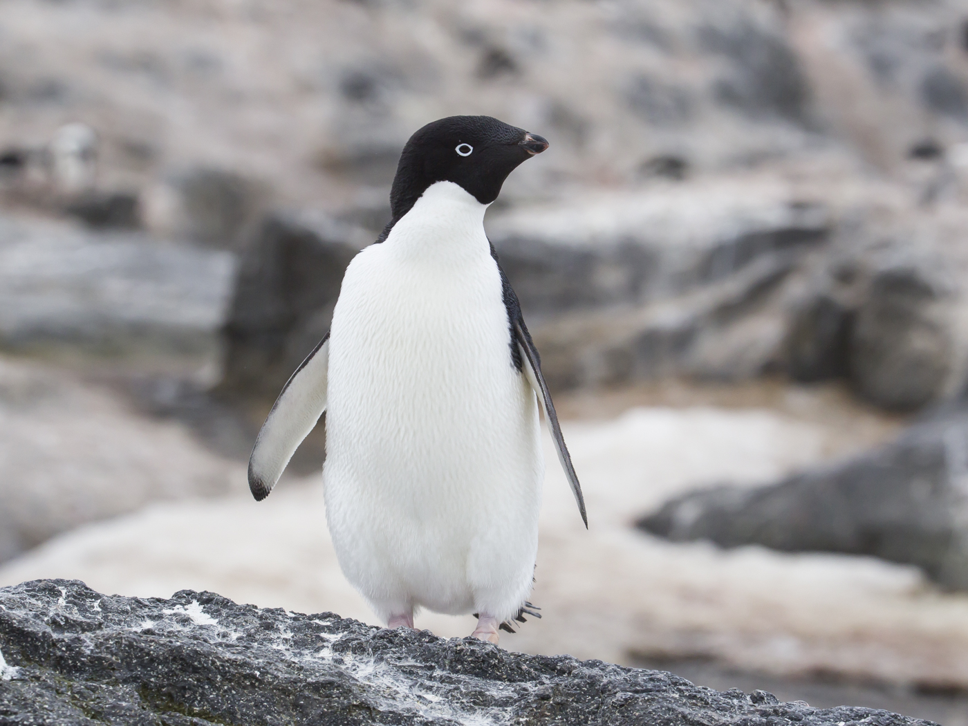 Adelie Penguin (Image ID 20785)