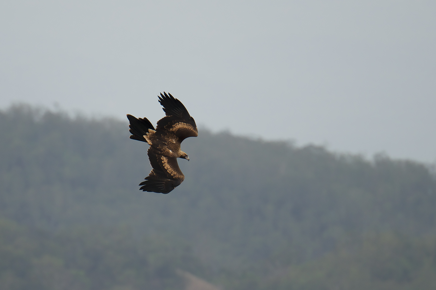 Wedge-tailed Eagle (Image ID 20880)